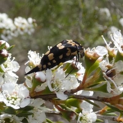 Hoshihananomia sp. (genus)