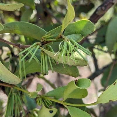 Amyema conspicua subsp. conspicua