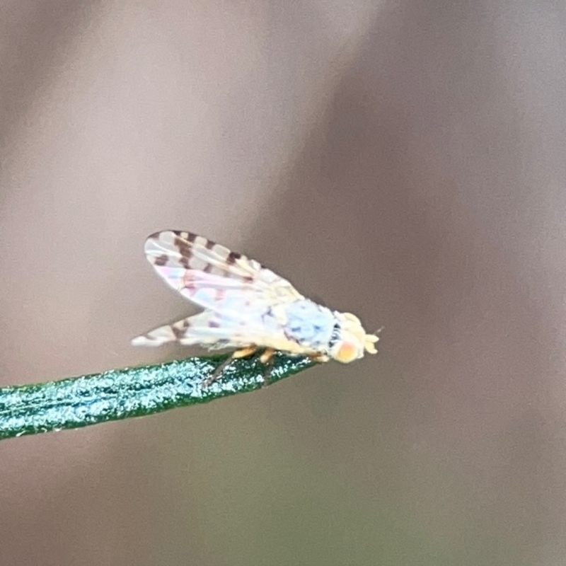 Austrotephritis pelia