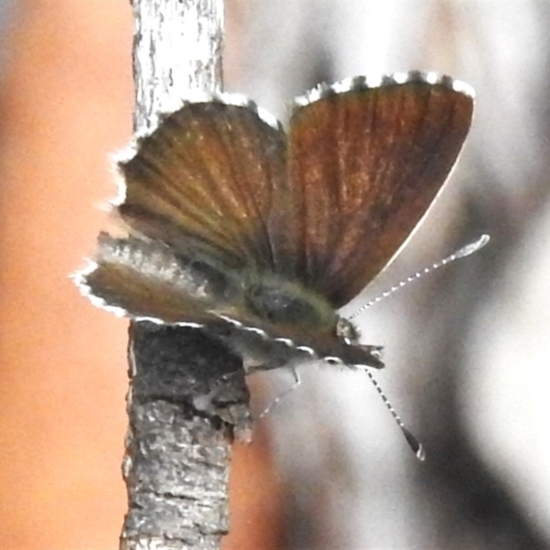 Neolucia (genus)