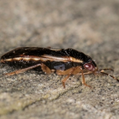 Stylogeocoris elongatus