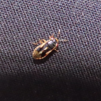 Stylogeocoris elongatus