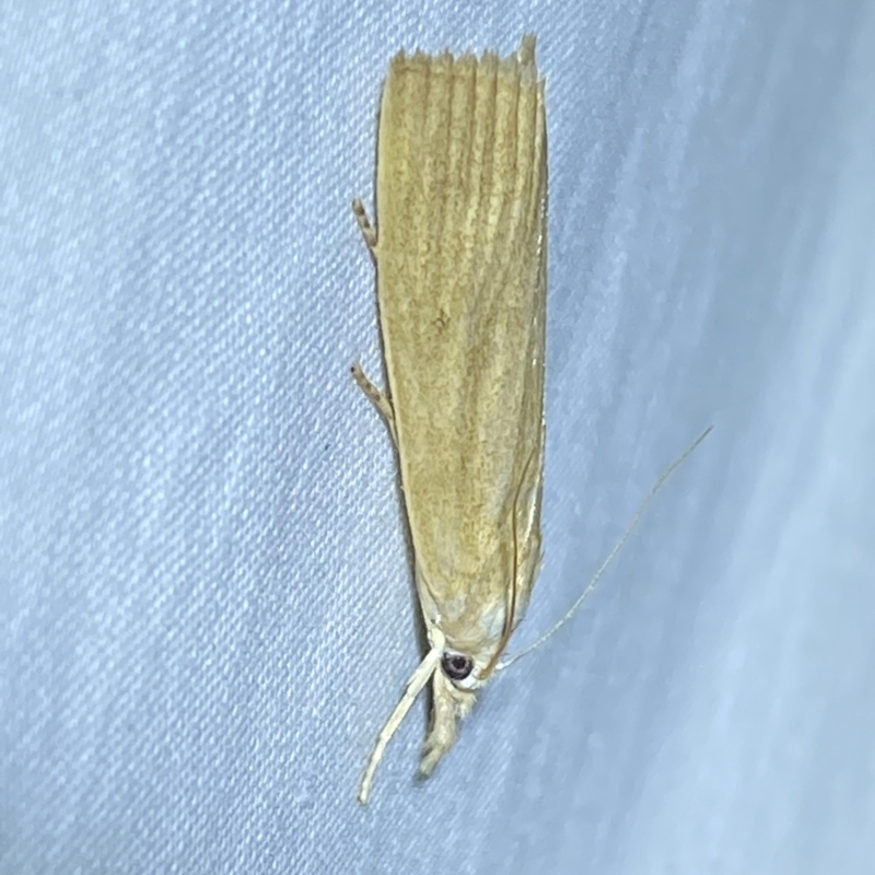 Calamotropha delatalis