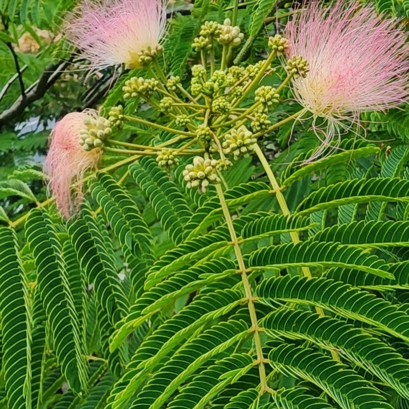 Albizia julibrissin