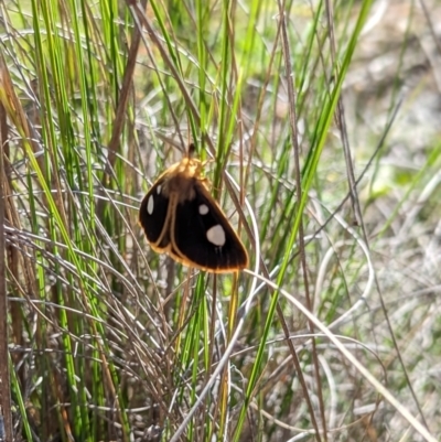 Anthela guenei