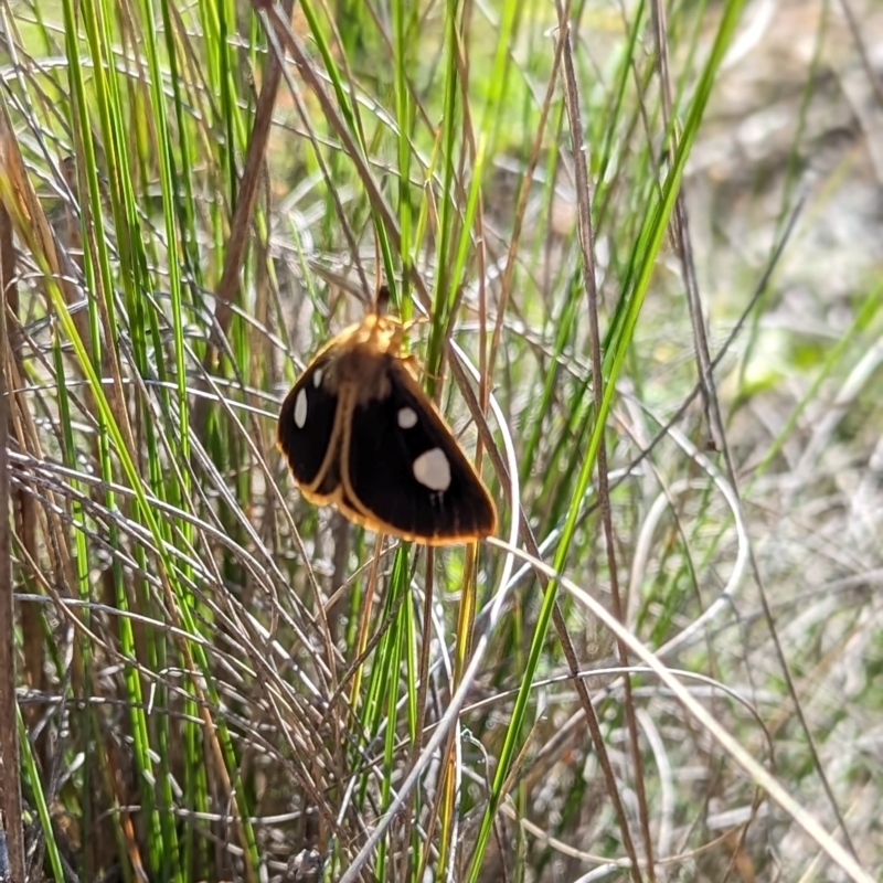 Anthela guenei