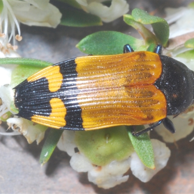 Castiarina andersoni