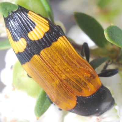 Castiarina andersoni