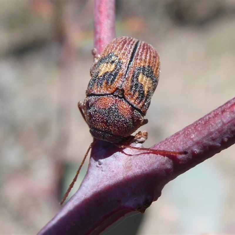 Cadmus (Cadmus) crucicollis