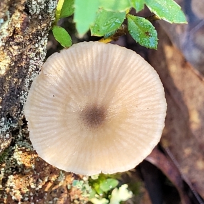 Entoloma aromaticum