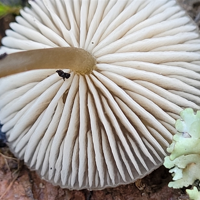 Entoloma aromaticum