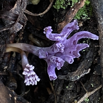 Ramaria versatilis