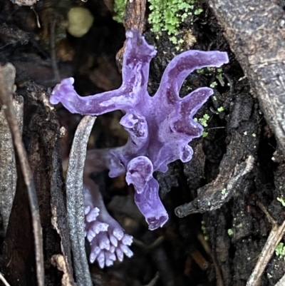 Ramaria versatilis