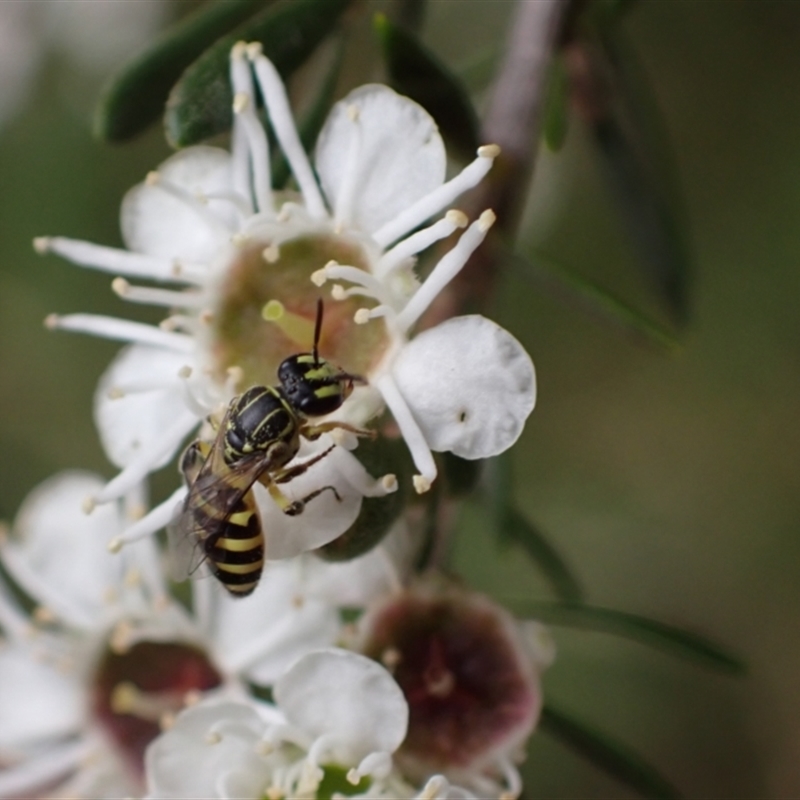 Callohesma calliopsella