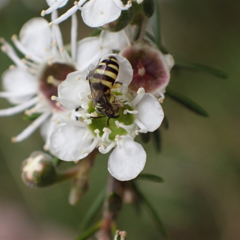 Callohesma calliopsella