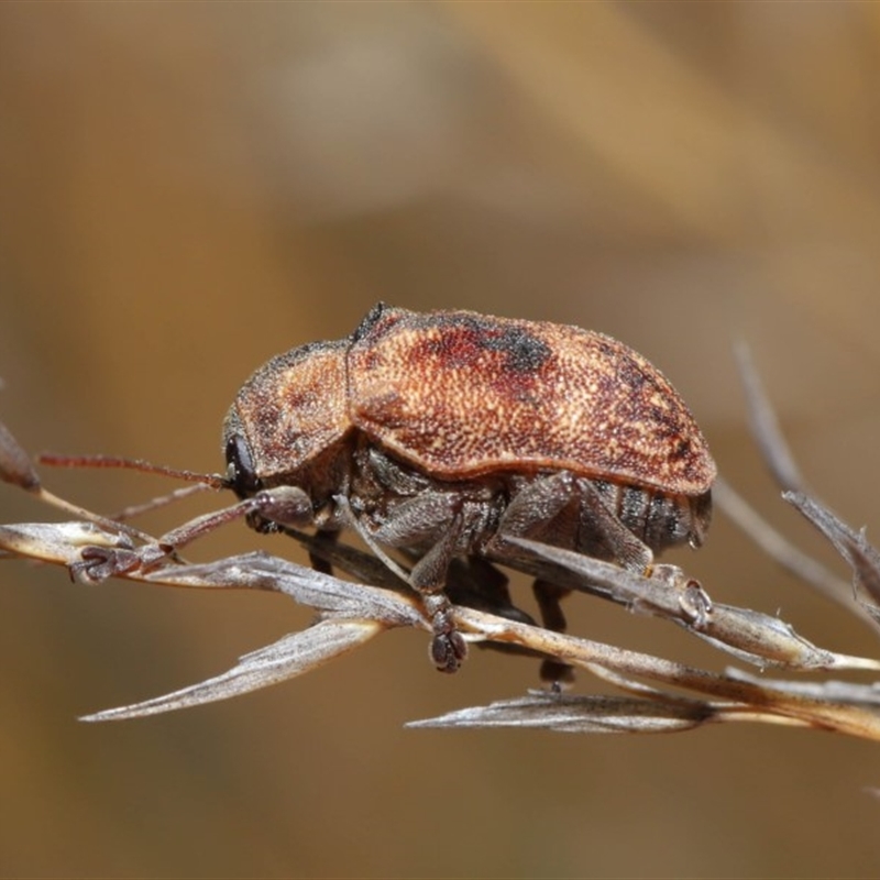 Cadmus (Cadmus) gigas