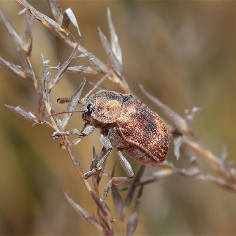 Cadmus (Cadmus) gigas