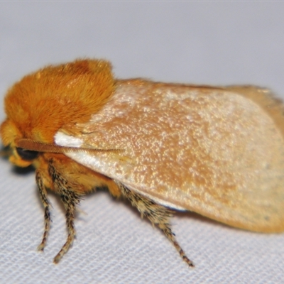 Comana albibasis