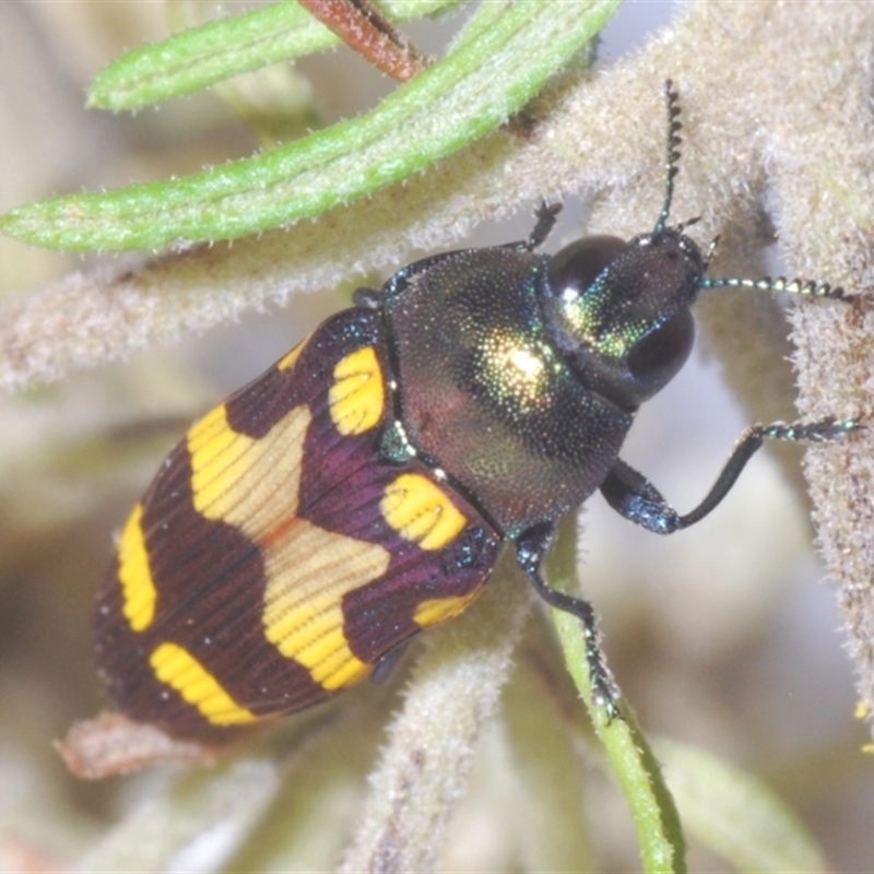 Castiarina oblita