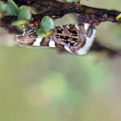 Glyphipterix isozela