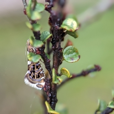 Glyphipterix isozela