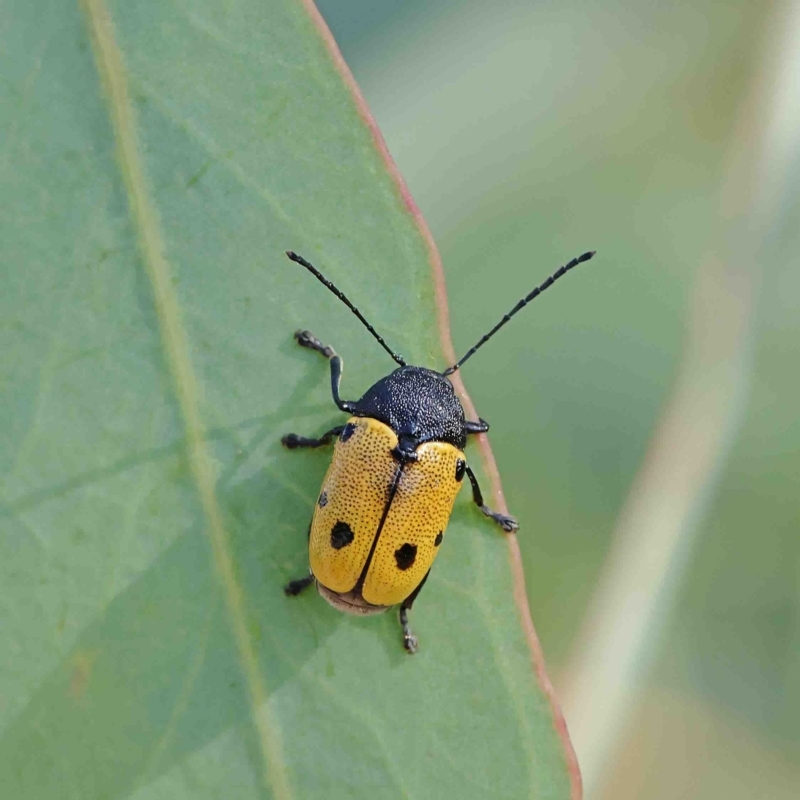 Cadmus (Cadmus) litigiosus