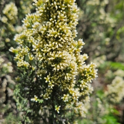 Ozothamnus hookeri