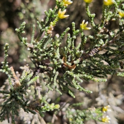 Ozothamnus hookeri