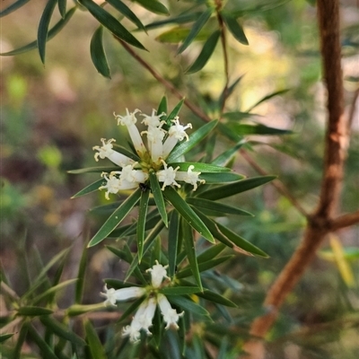 Cyathodes glauca