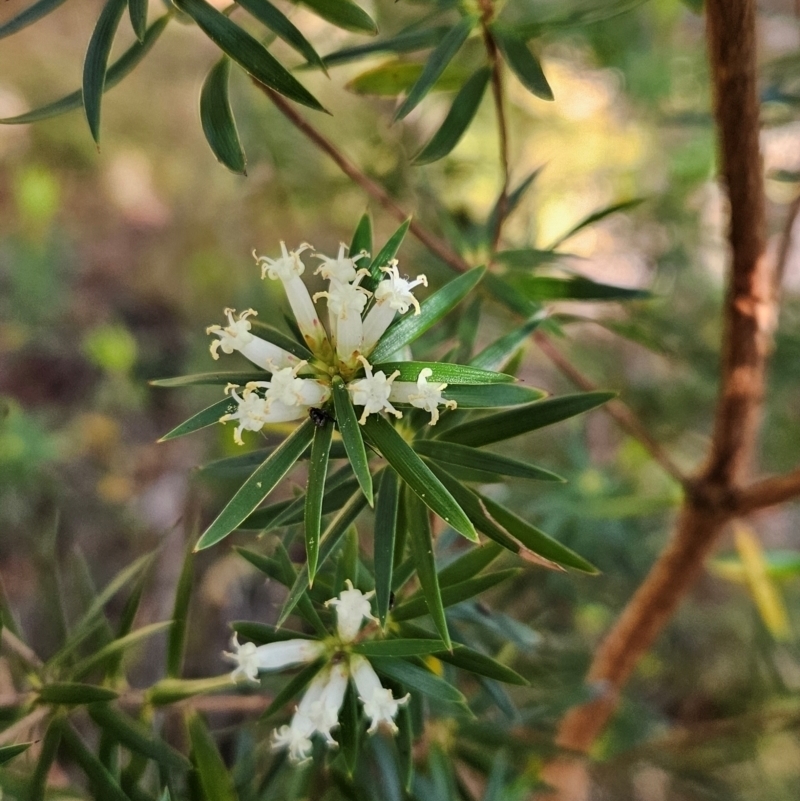 Cyathodes glauca