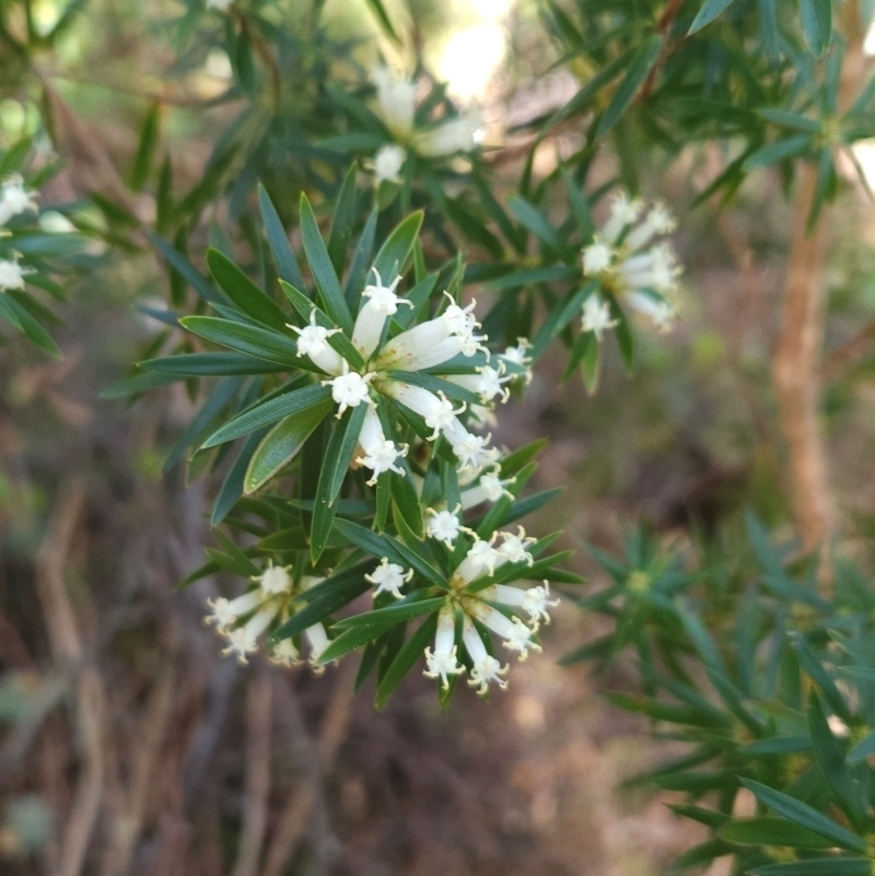 Cyathodes glauca