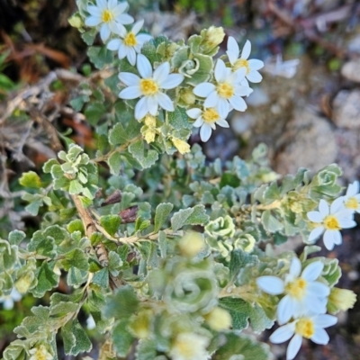 Olearia obcordata