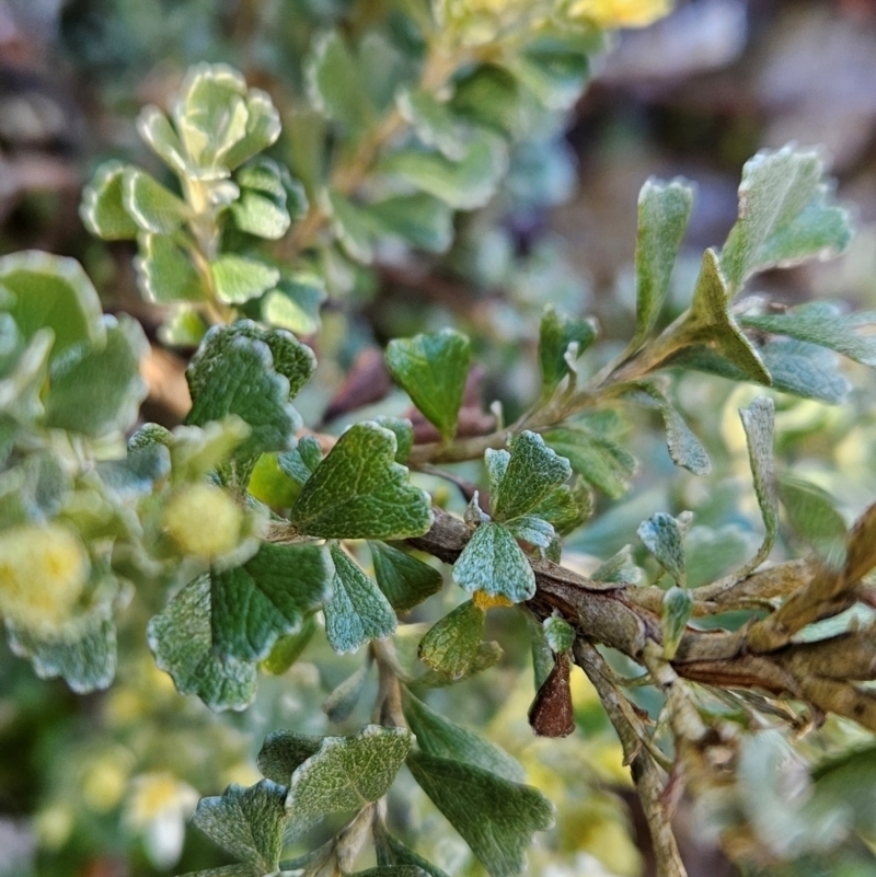 Olearia obcordata