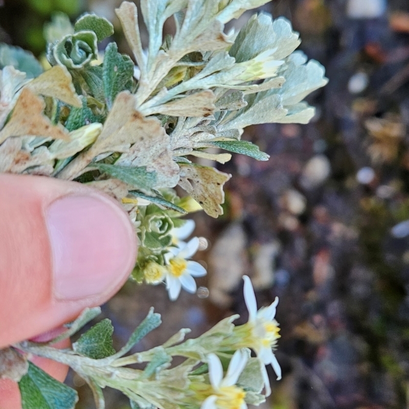 Olearia obcordata