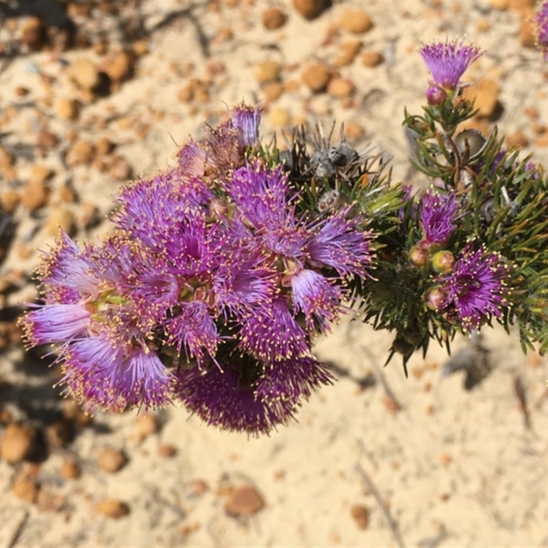 Melaleuca kybeliona