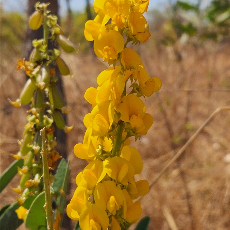 Crotalaria novae-hollandiae