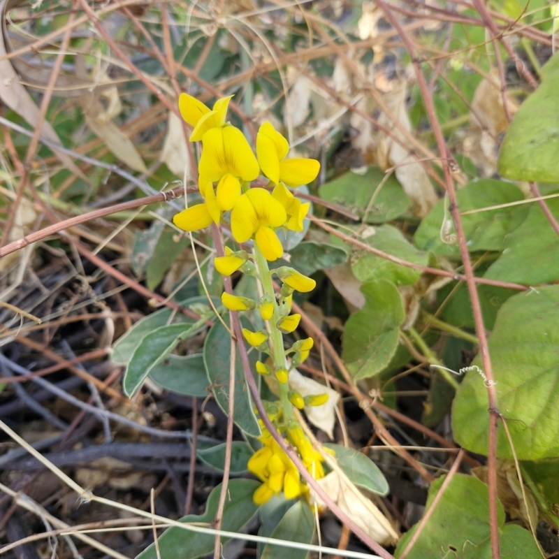 Crotalaria novae-hollandiae