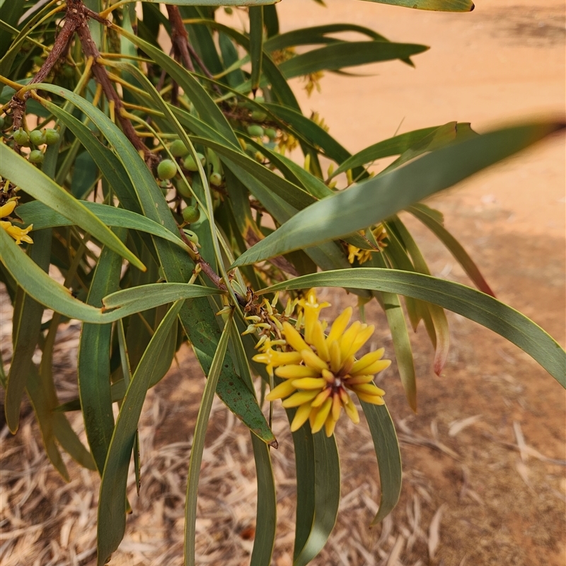 Persoonia falcata