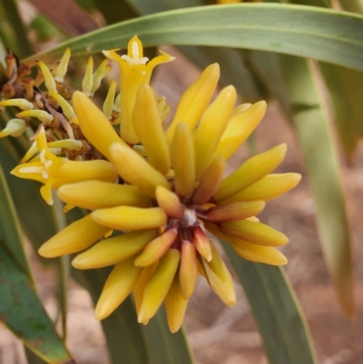 Persoonia falcata