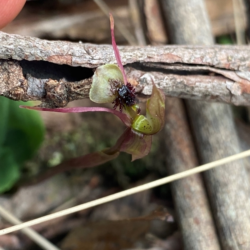 Chiloglottis sphaerula