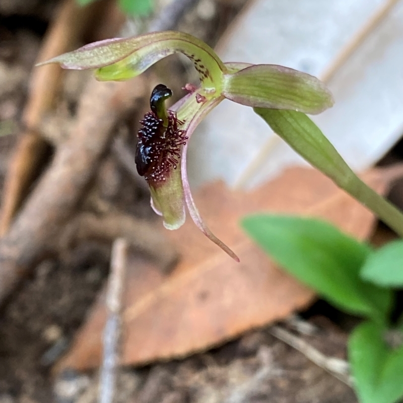 Chiloglottis sphaerula