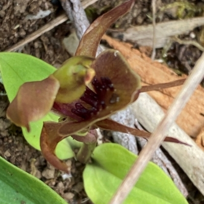 Chiloglottis pluricallata