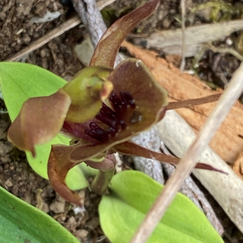 Chiloglottis pluricallata