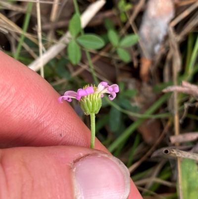 Brachyscome microcarpa