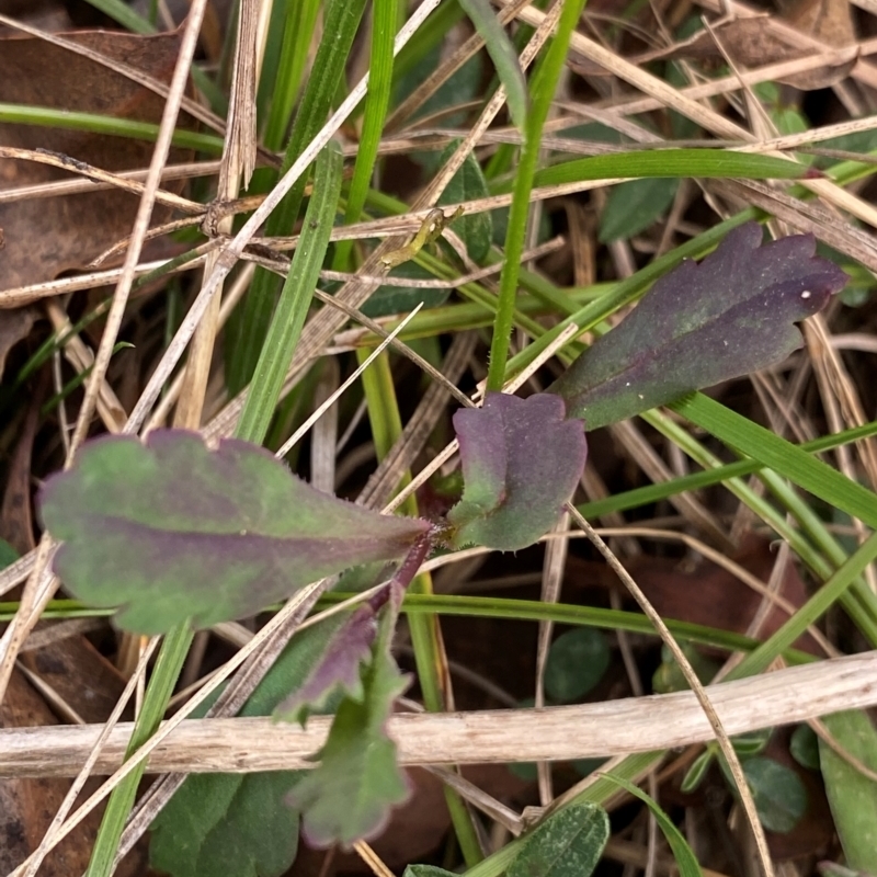 Brachyscome microcarpa