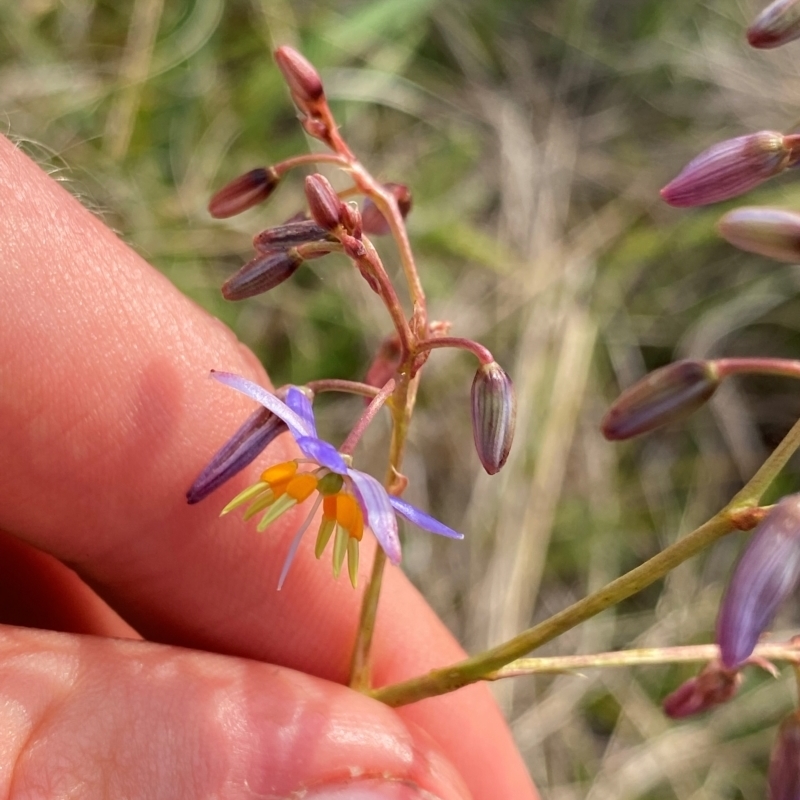 Dianella amoena