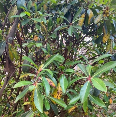 Tasmannia purpurascens