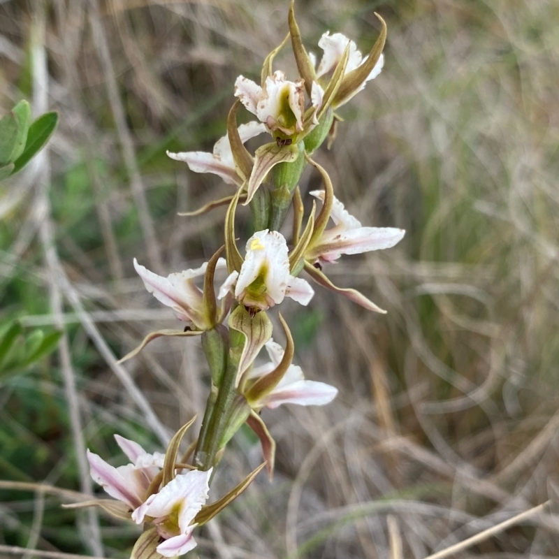 Prasophyllum basalticum