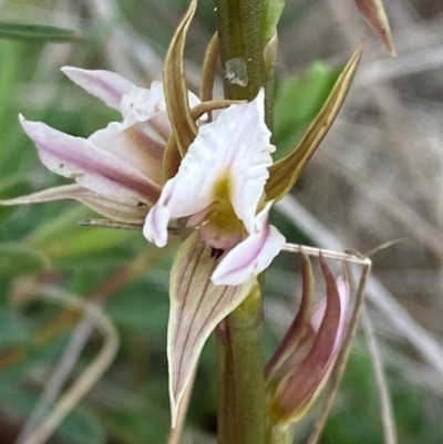 Prasophyllum basalticum