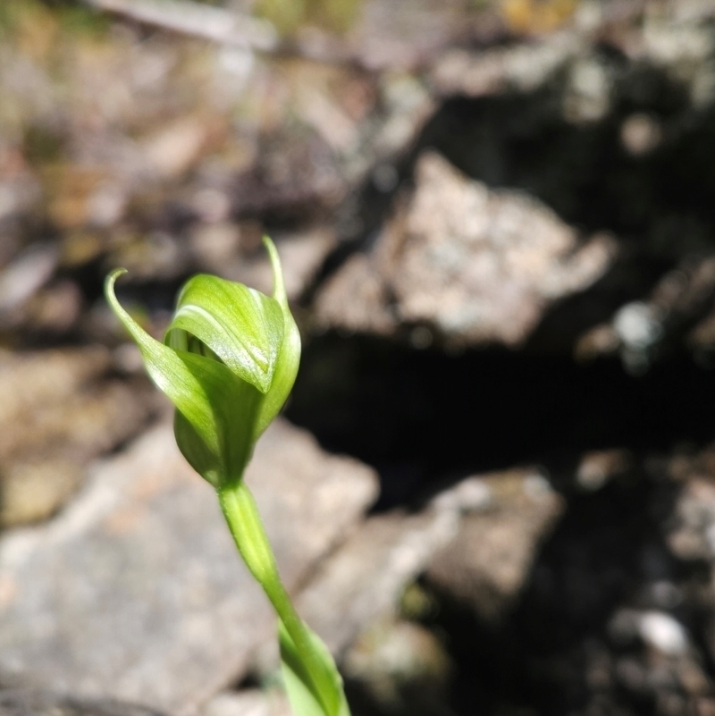 Pterostylis scabrida